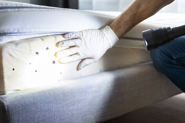 Best Local Pest Control Services  in Fest Grove, OR